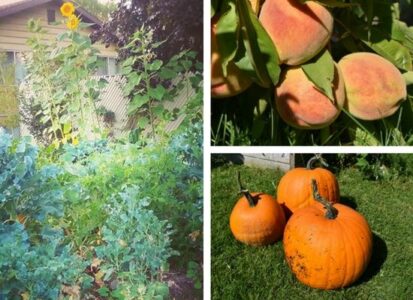 Make Your Own Natural Liquid Fertilizers: Seaweed and ‘Gardener’s Revenge’ Recipes Image